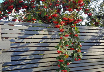 Town garden, north-west London